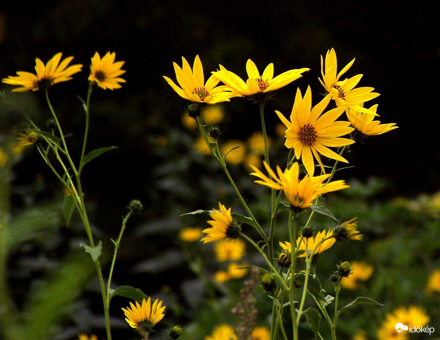 Sárga virágok 