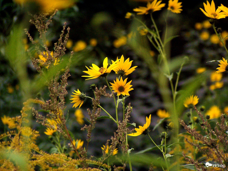 Sárga virágok 