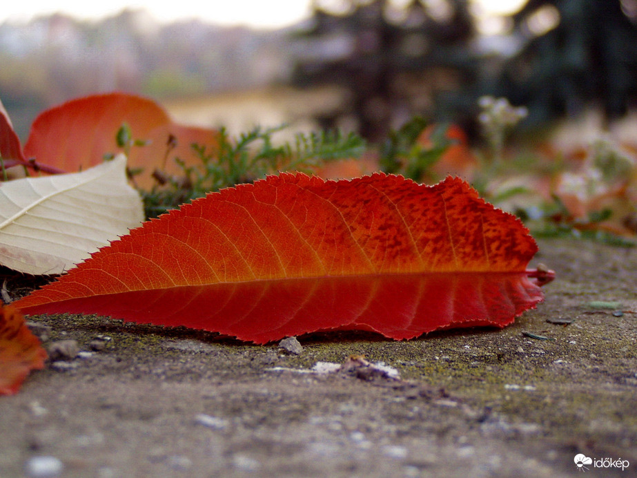Színes hírmondó :)