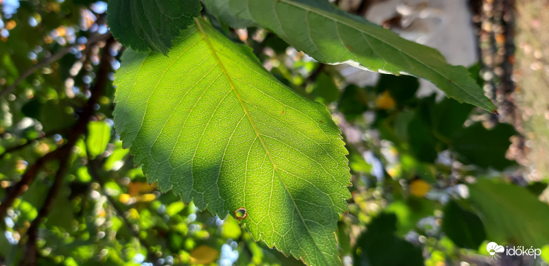 Észlelési fényképek