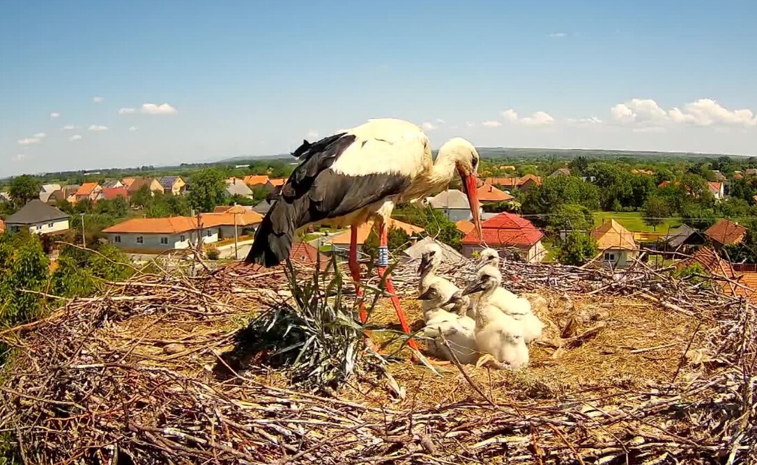 Természet