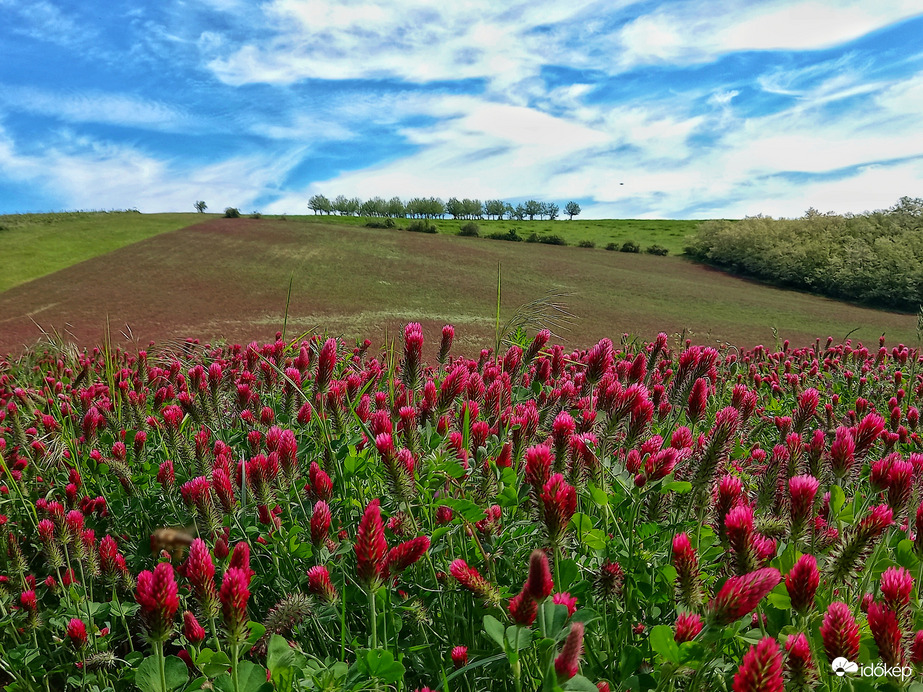 Noszvaji táj bíborherével