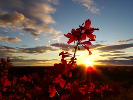 Cserszömörcés napnyugta  az Egeden