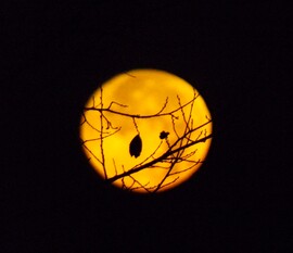 Novemberi Hód szuperhold