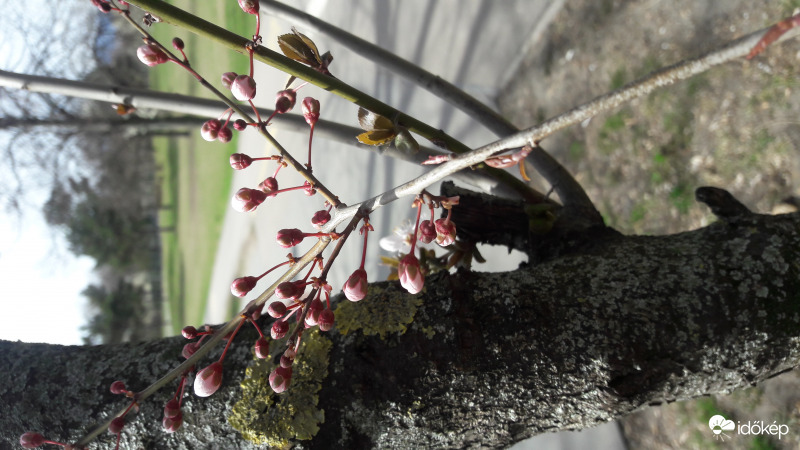 virágzás lesz