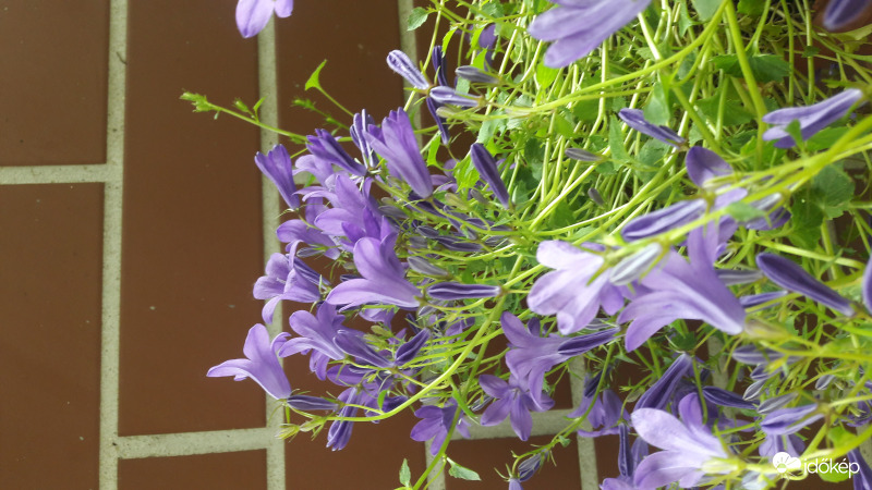 harangvirág