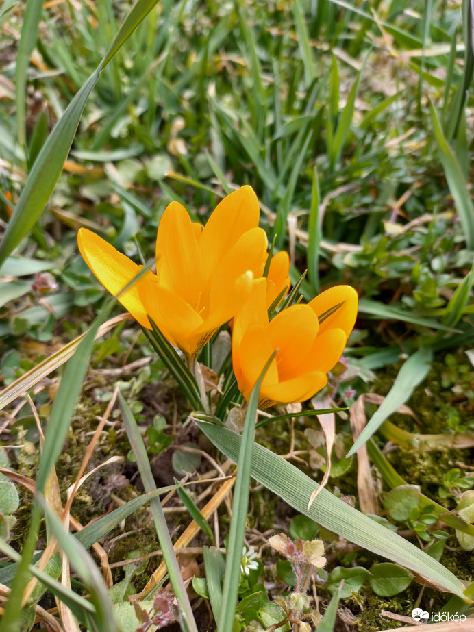 Sárga krókuszok