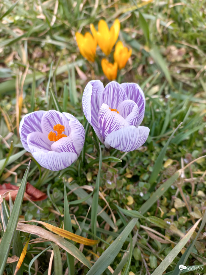 Lila csíkos krókuszok