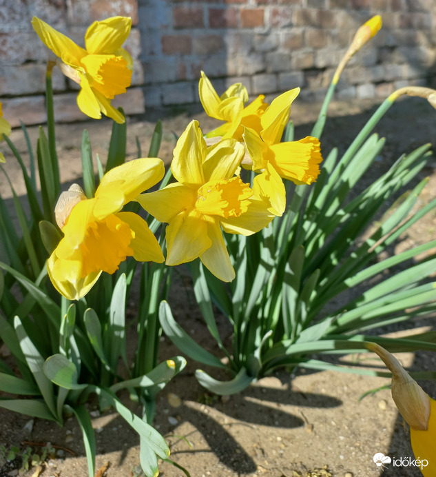 Nárciszok