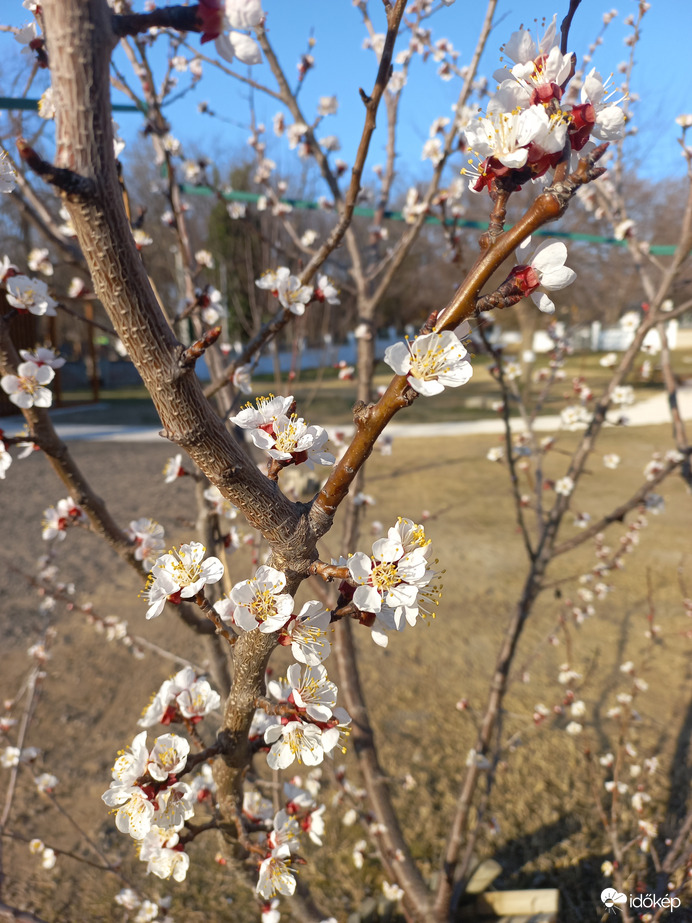 Virágzik a Göcseji kajszi