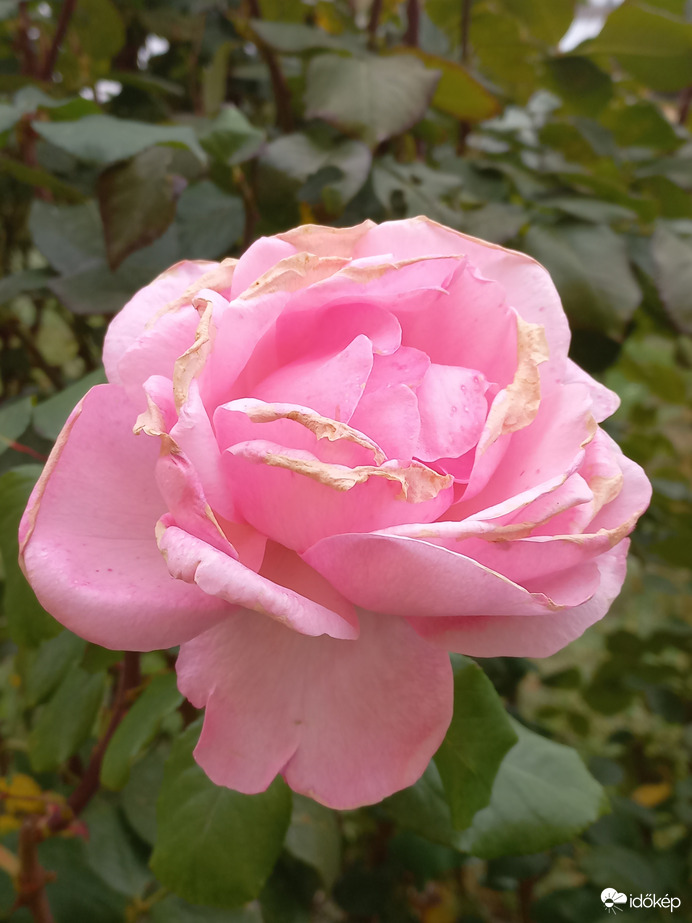 Rózsaszín rózsa