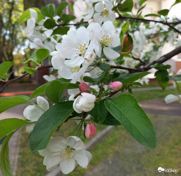 Virágzó fa -