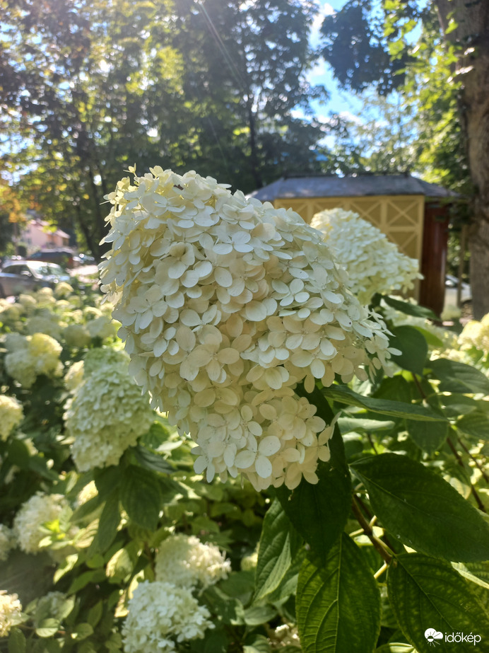 Hortenzia