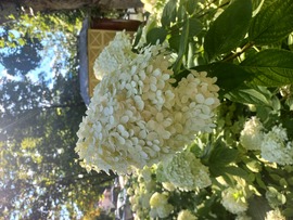 Hortenzia