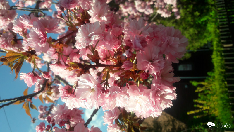 Virágoznak a fák 1. 