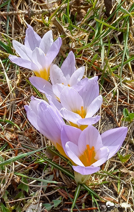 Halványlila krókuszok