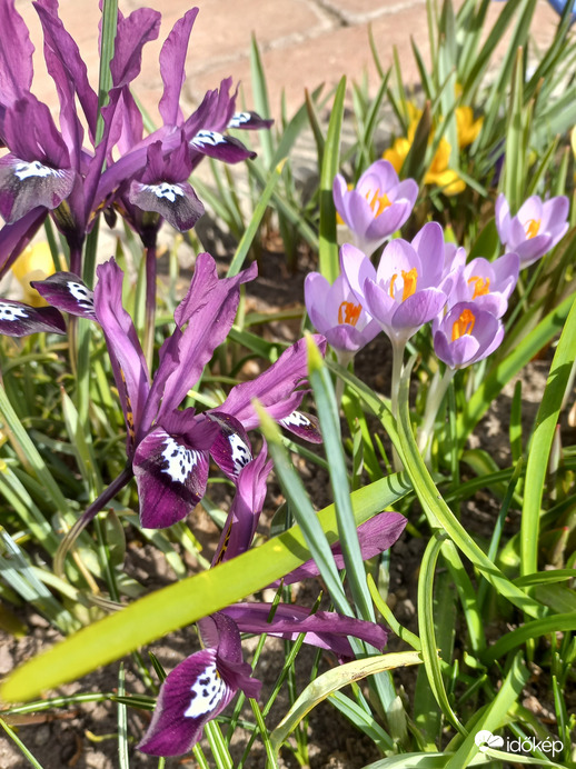 Írisz és krókusz - lila