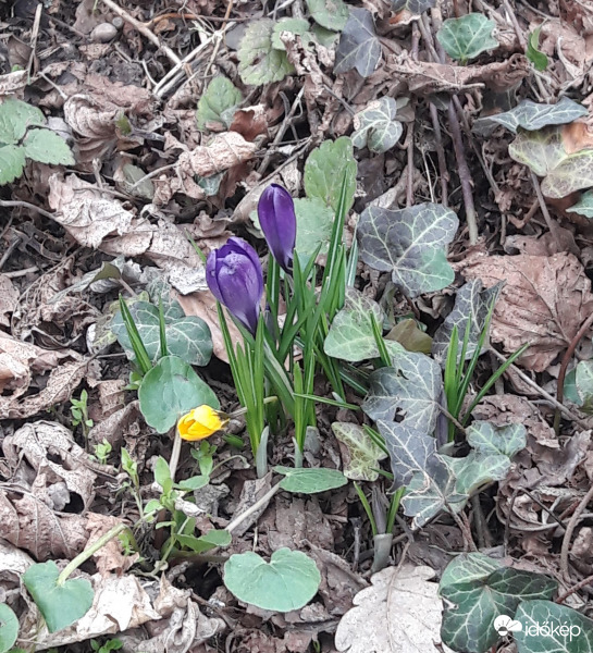 lila és sárga krókusz