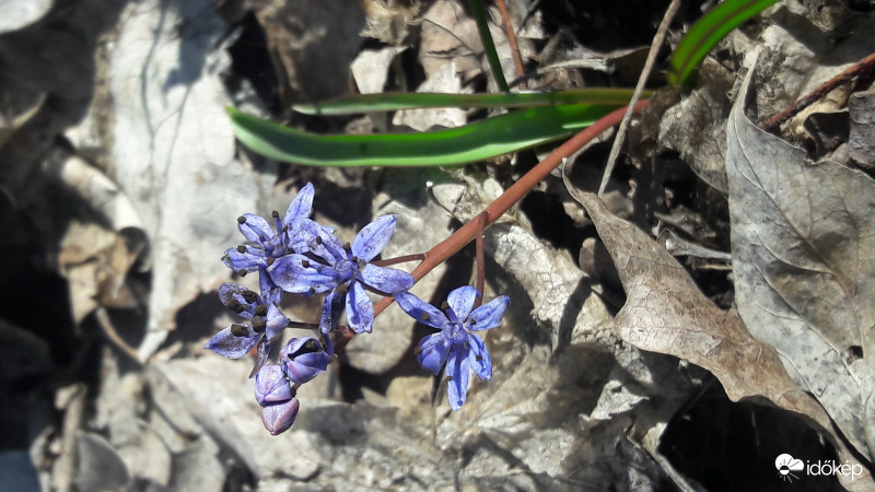 Ligeri csillagvirág 1