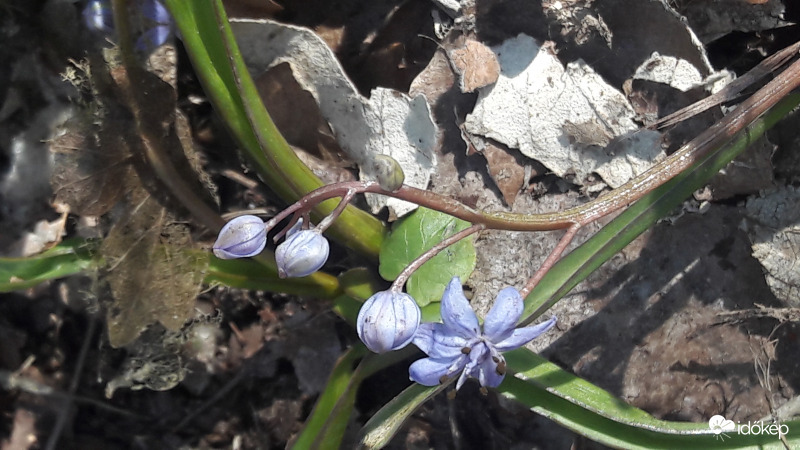 Ligeti csillagvirág 3