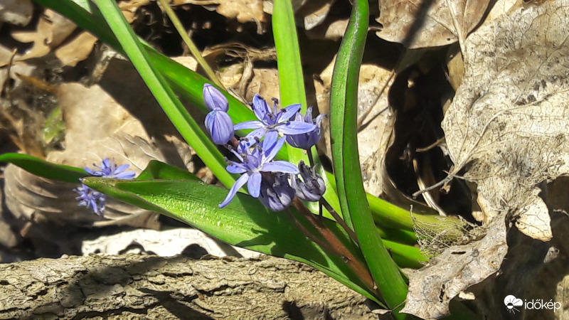 Ligeti csillagvirág 5