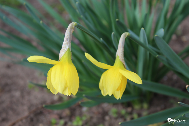 Nárcisz 2