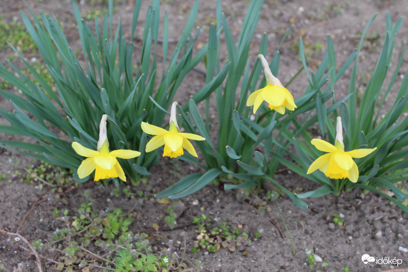 Nárcisz 3