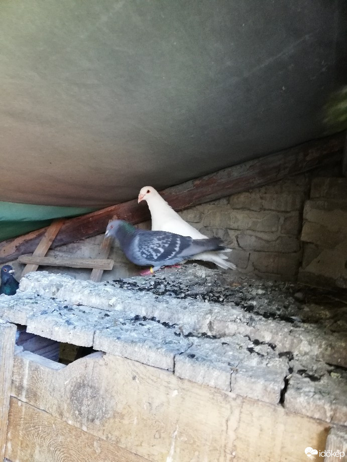 Észlelési fényképek