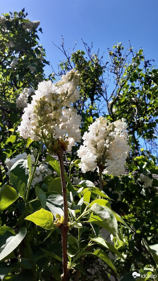 Jászalsószentgyörgy