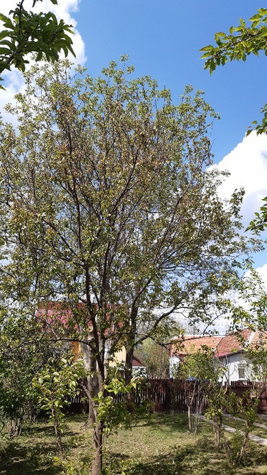 Jászalsószentgyörgy