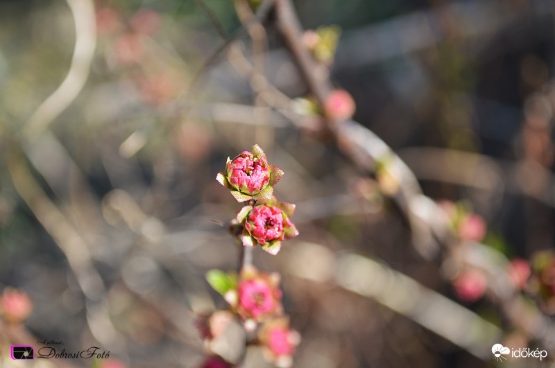 Lassan virágba borul...