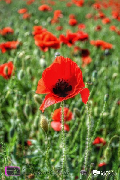 Jó reggelt mindenkinek. 