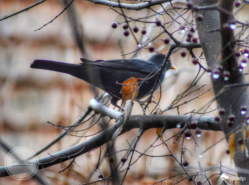 Madármeggyet csipegetni jön. 