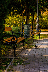 Őszi parkban nézelődő feketerigó