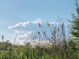 Kispáli