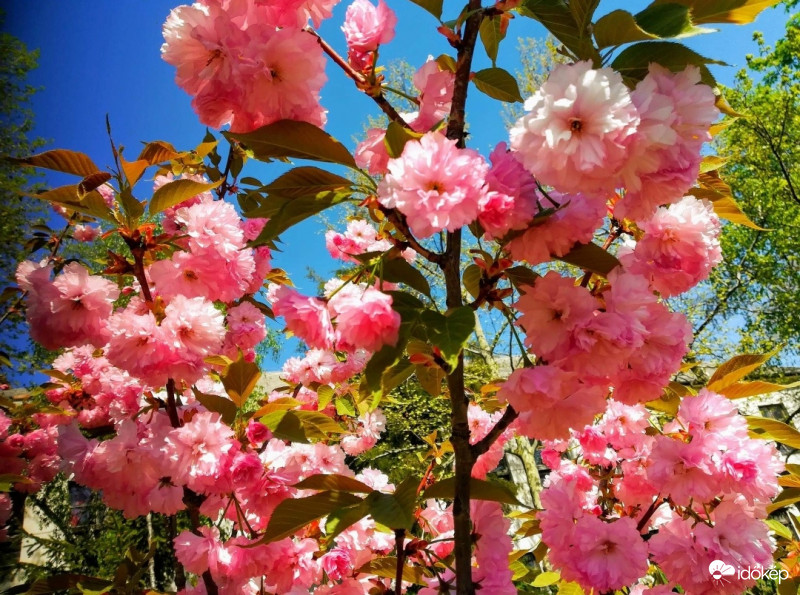 Rózsaszín virágtenger