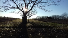 hó helyett "szösz"