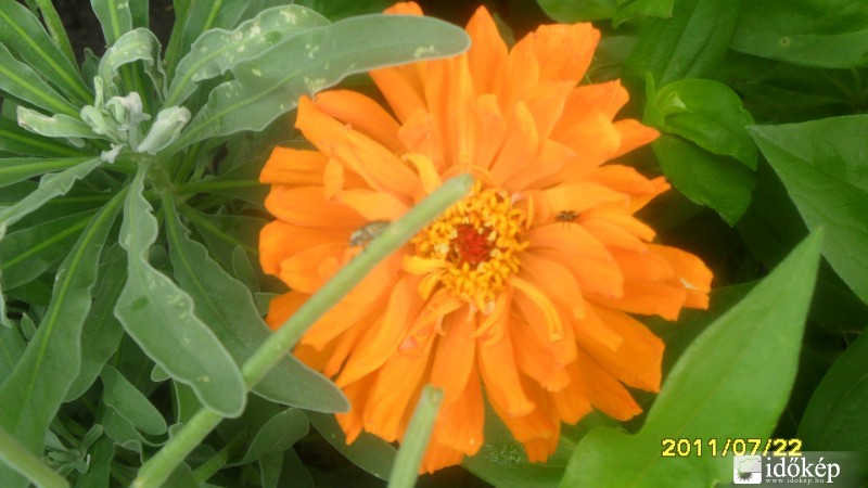 Zinnia