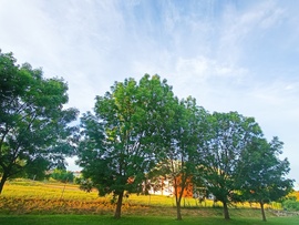Csesznek