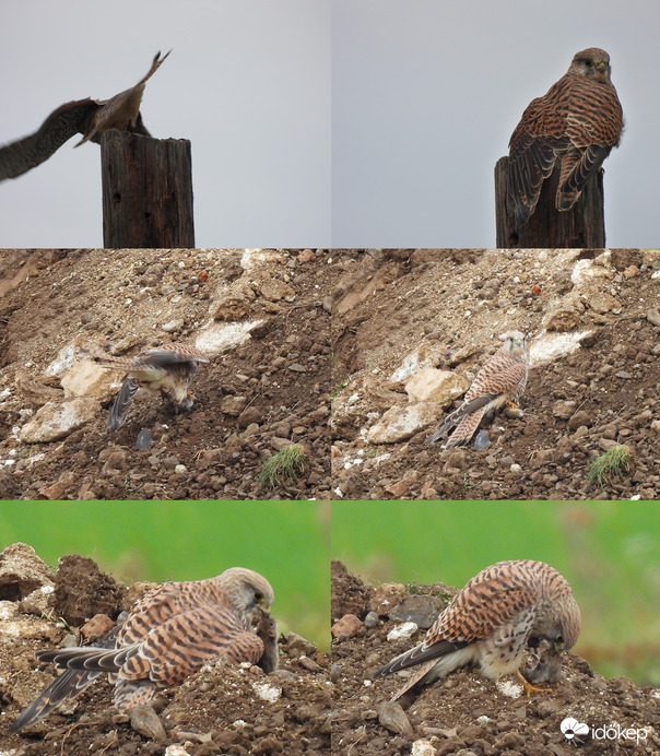 Gyorsan, határozottan