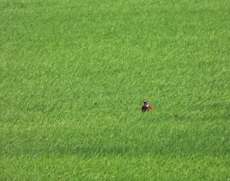 Nem találom a golflabdámat 