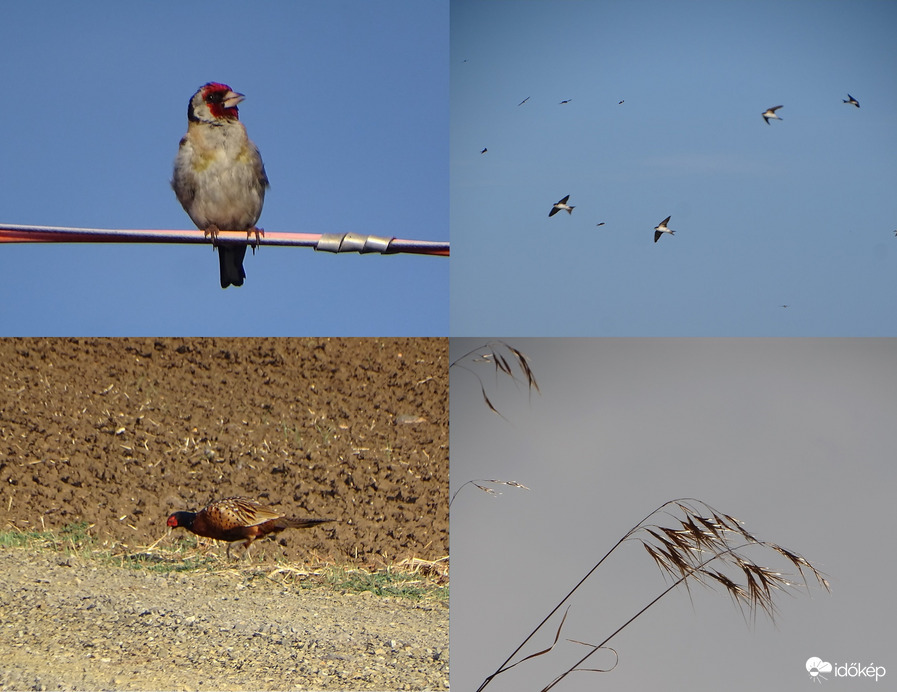 Észlelési fényképek