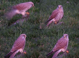 Összejött a vacsora 