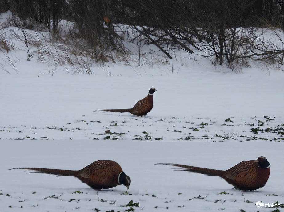 Reggeliző fácánkakas 