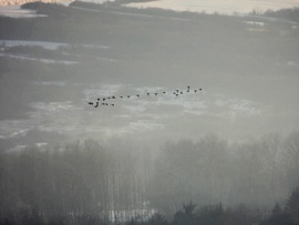 Vadlibák a távolban 1. 