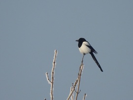 Volt már ilyen, lesz még ilyen