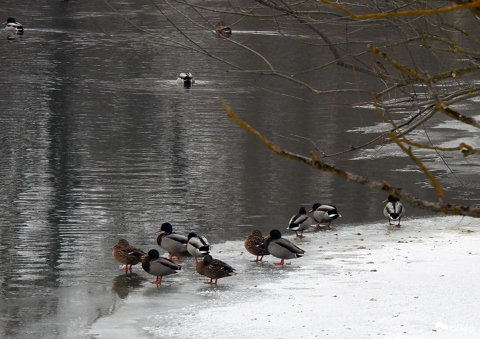 Ideiglenes félsziget a Hernád folyón 