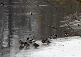 Ideiglenes félsziget a Hernád folyón 