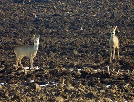Délutáni napsütésben 