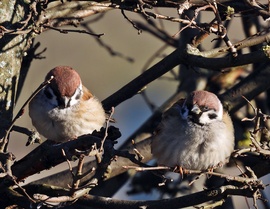 Menjünk vagy maradjunk?